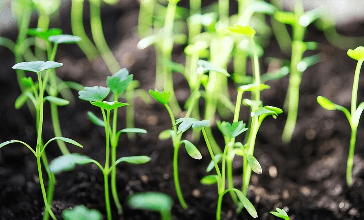 高温季节,芹菜种子发芽的处理方法