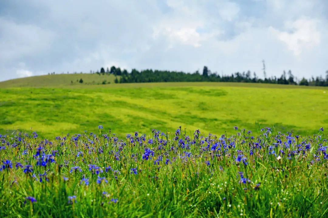 七月，穿越“天上草原”格拉丹，看鸢尾花开