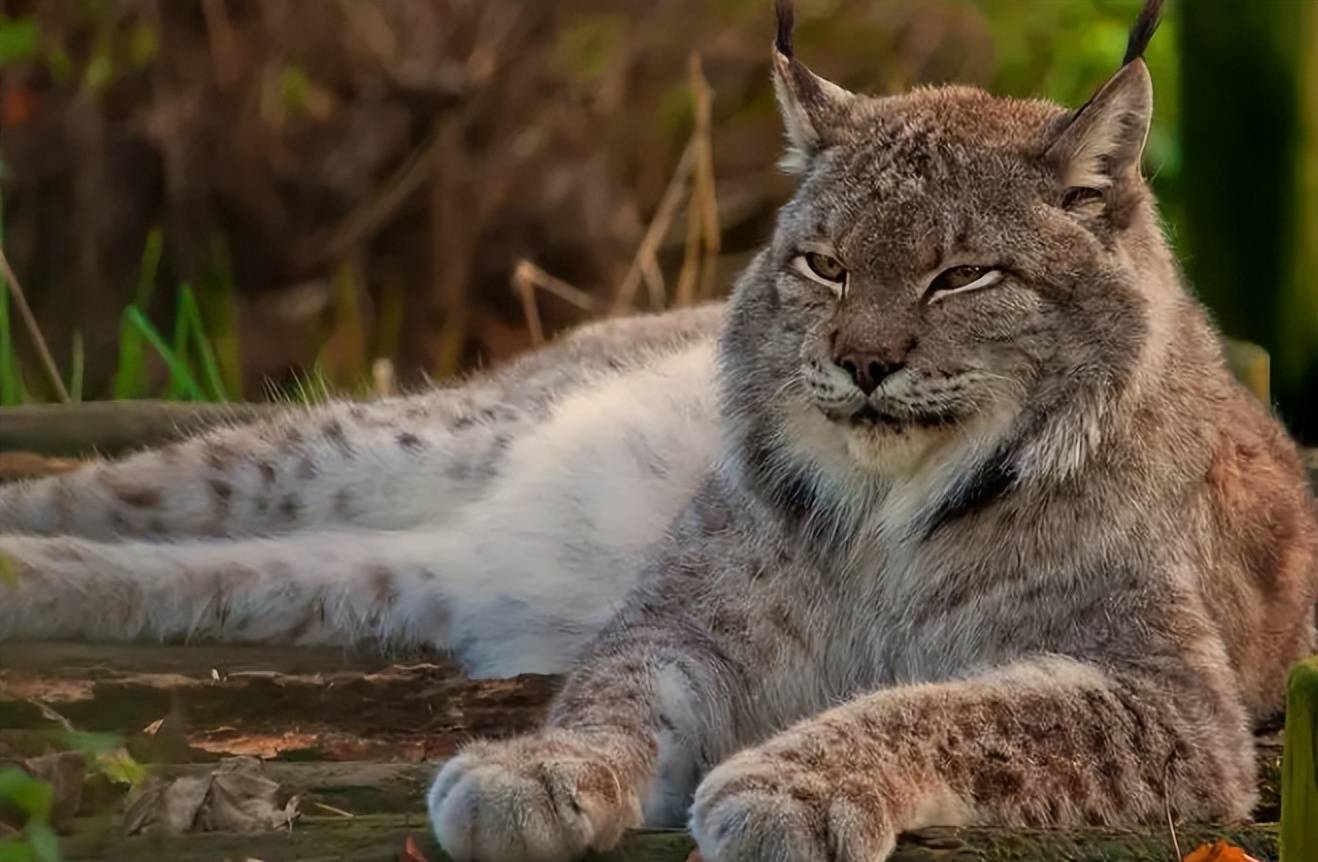 西藏老汉收留猞猁幼崽,养大后送回动物园,1年后相见猞猁激动流泪_罗成