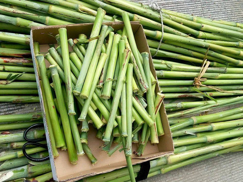 原创它是常见酿酒原料过去常当甘蔗吃如今2元一斤成稀罕水果你吃过吗