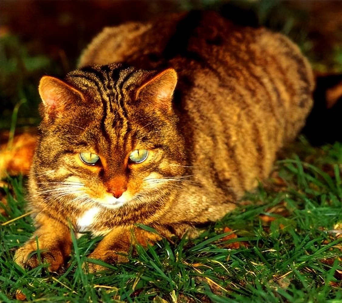新疆草原斑猫 草原之王 六大绝技 动物 技艺 野猫