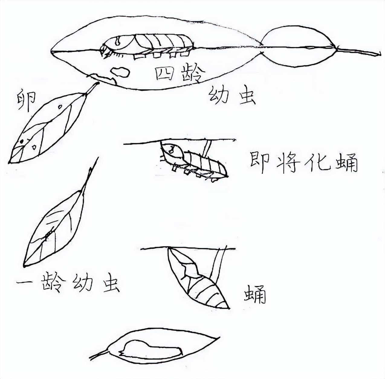 玉带凤蝶成长过程图片