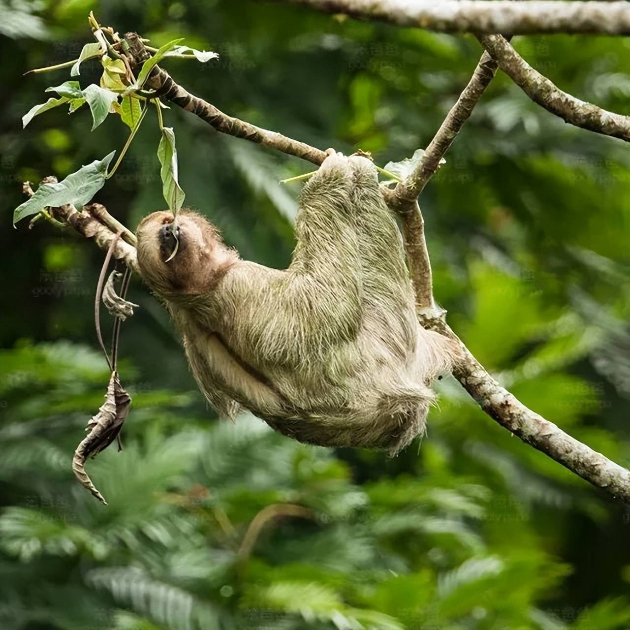 树懒能有多懒?一片树叶竟能吃半个多月_观点_叶子_因为