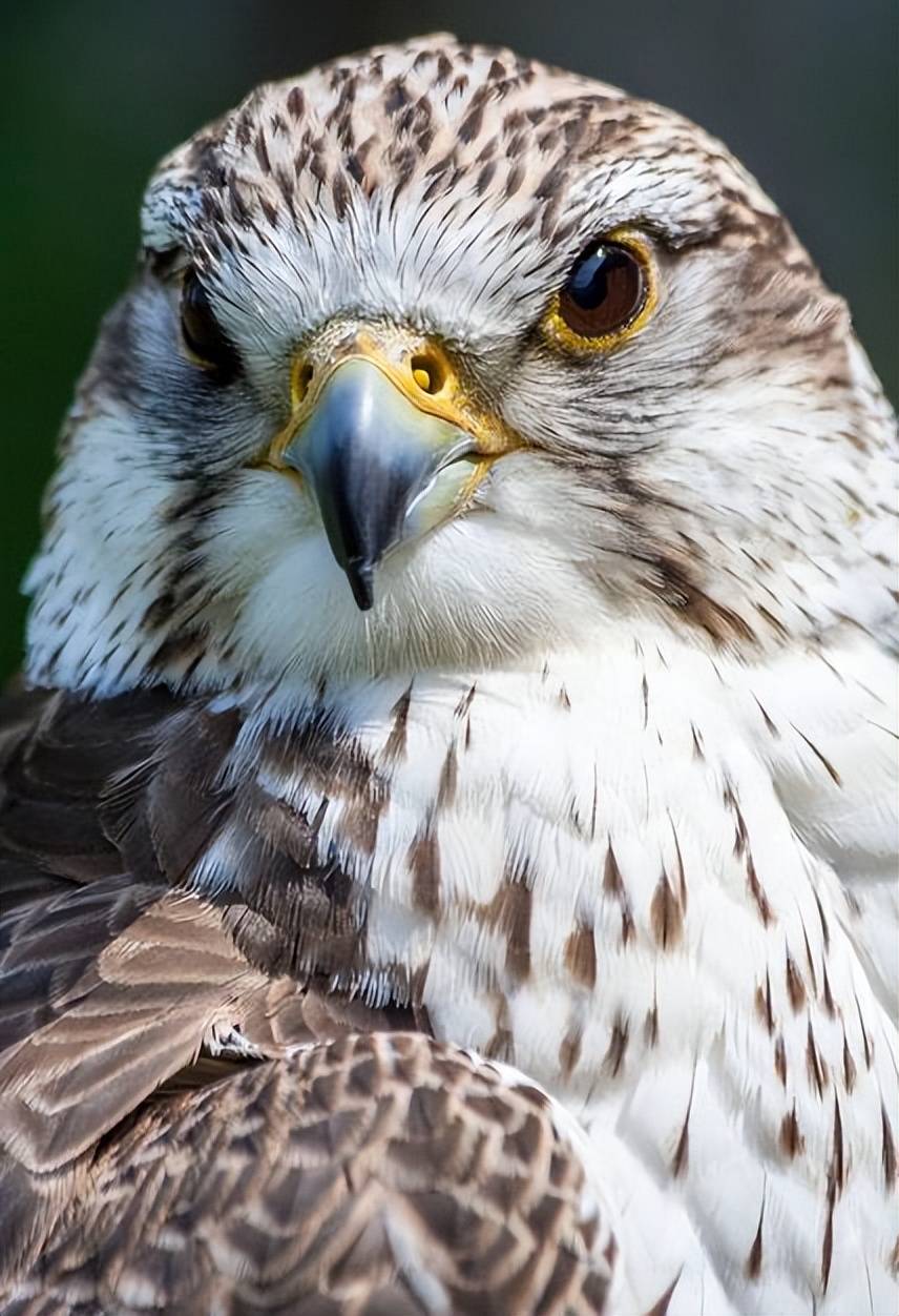 原创猎隼新疆之宝空中战神