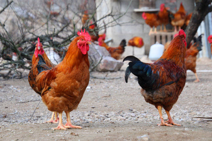 如何养殖才能让鸡长的更好 鸡冠红毛亮促生长的方法_公鸡_冠头_毛色