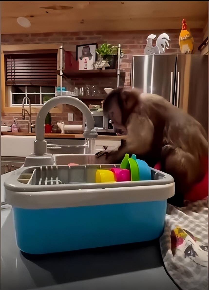 从外国小哥上传的视频看,这只宠物猴子,帮主人做家务,择菜洗碗都不在