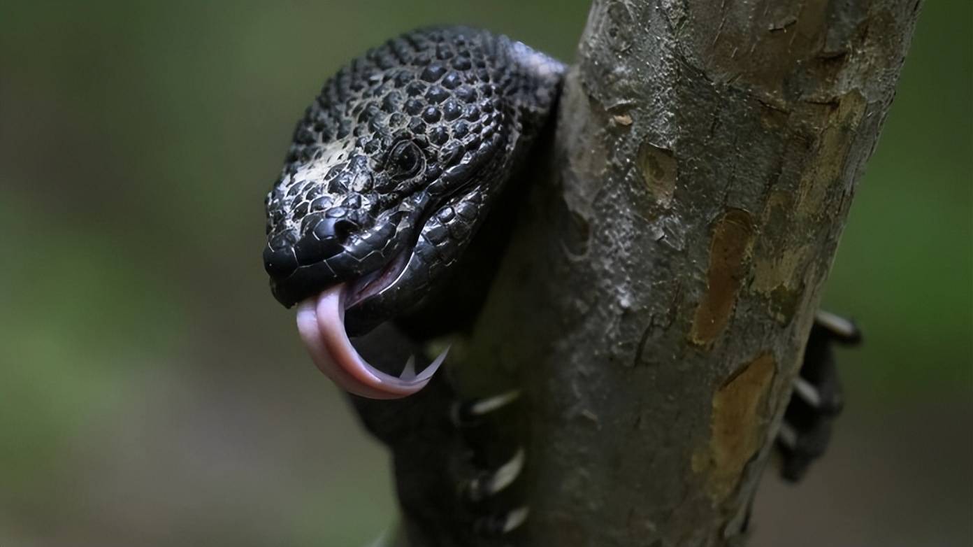 有欧洲人出价2000美元危地马拉护林员投身濒危珠毒蜥保护17年