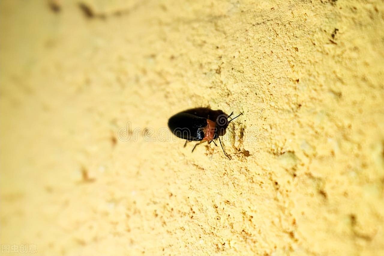 夏夜精灵可爱的小萤火虫