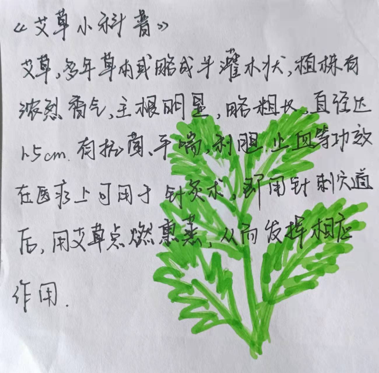 艾草功效宣讲活动