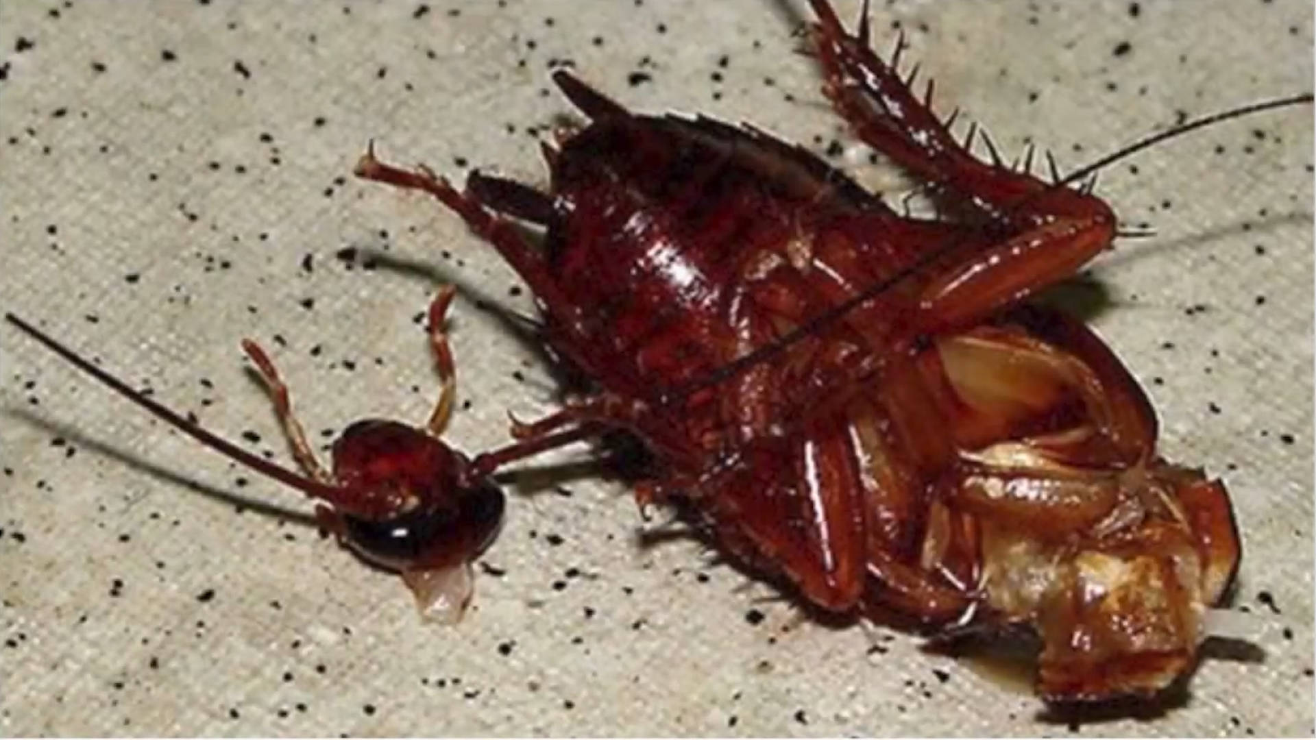 无头蟑螂依然生存的原因在于蟑螂的头部不是有关性命的部分,他们的