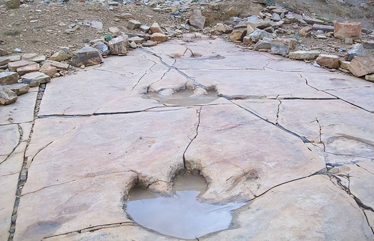 餐厅的院子里发现1亿年前的恐龙足迹