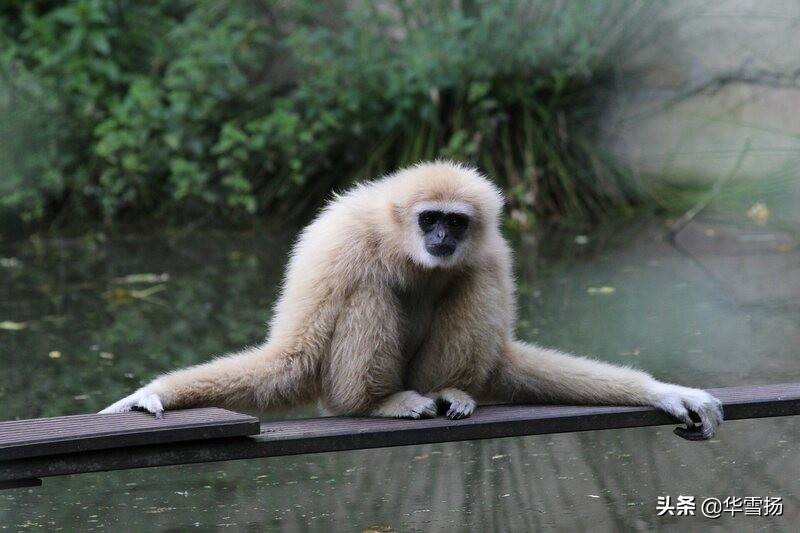 原创古代消失的长臂猿