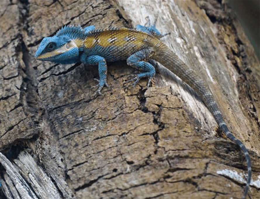 物种百科:白唇树蜥