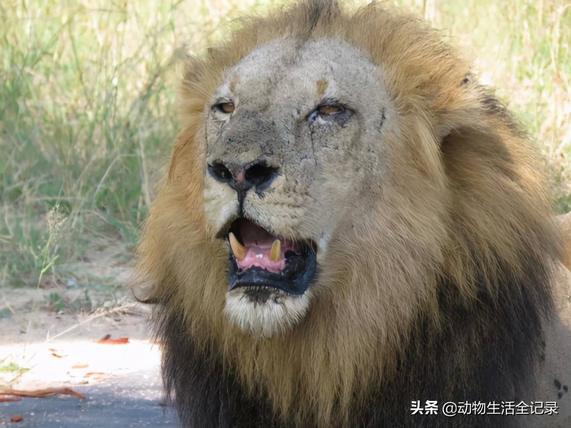 东南雄狮联盟领地内来了三头马杰征雄狮积极应对度过难关