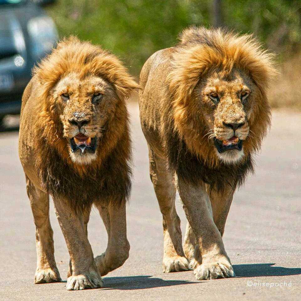 原创克鲁格最强雄狮联盟之一曼联雄狮mantimahle雄狮简介