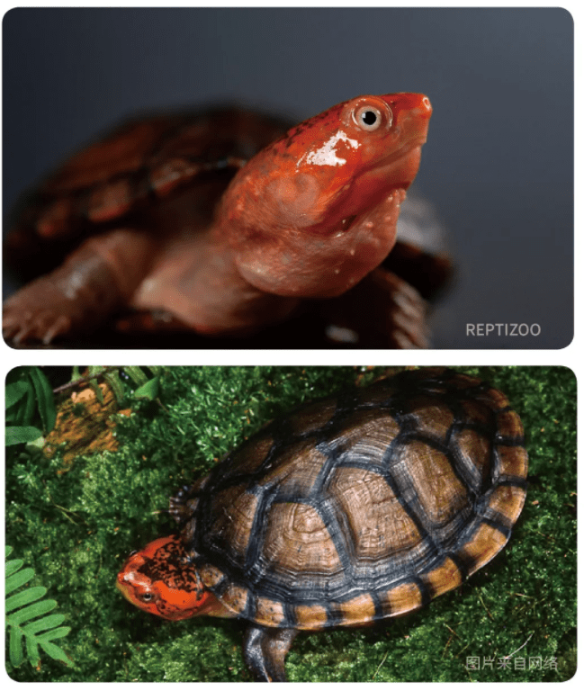 极品红面蛋龟图片