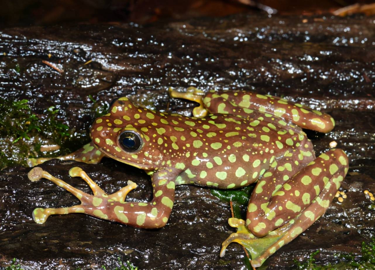 原创云南高黎贡山现罕见豹纹蛙全身绿光点点形如豹纹扑面
