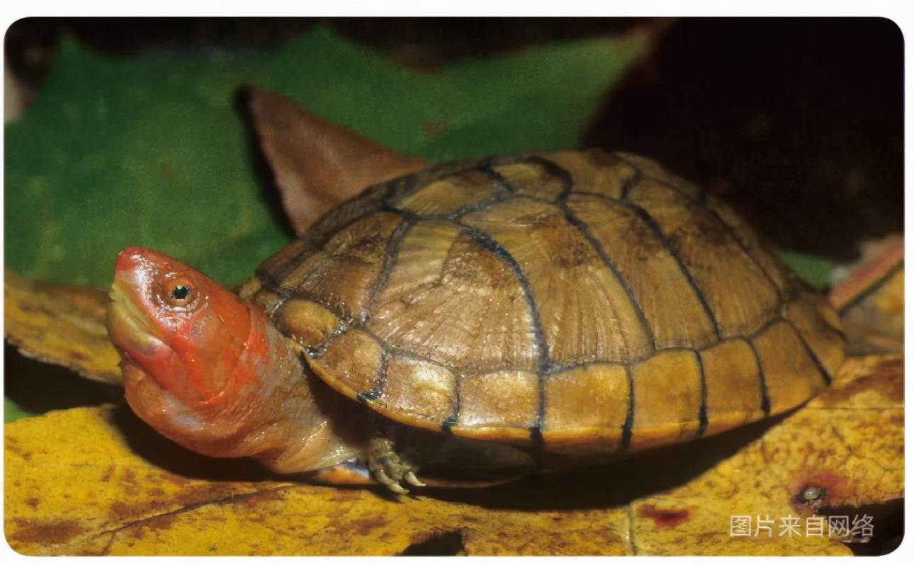原创物种小谈┃红面蛋龟