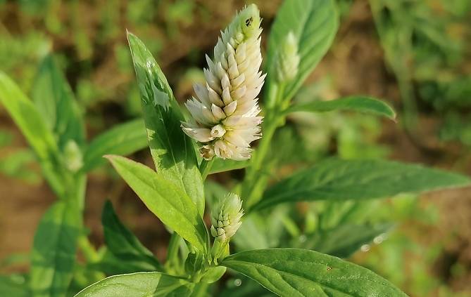 在农人眼中,野鸡冠草不过是一种田间害草,殊不知在中医里面,这种植物