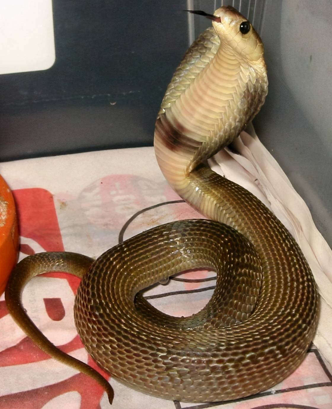 原创眼镜王蛇属于眼镜蛇属那眼镜蛇属都有谁盘点亚洲眼镜蛇科