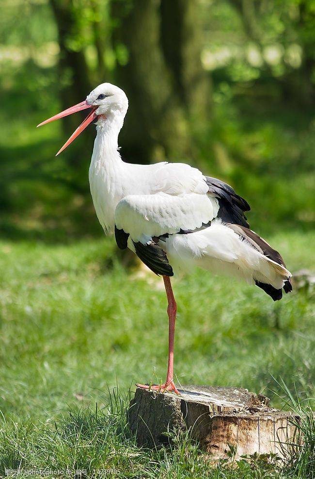 新疆珍稀的大熊猫,地上跑的,水里游的,天上飞的,都得保护_雪豹_白鹳_