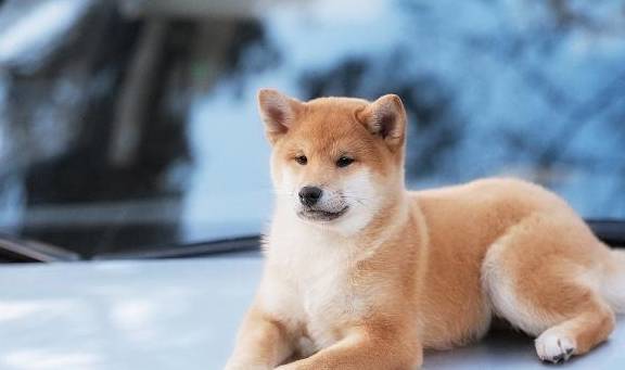 连用的表情包都分不清 教你分辨柴犬和秋田 看完再也不懵了 柴犬莫 秋田犬 区别