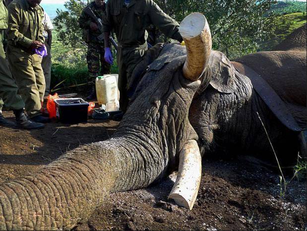 为何偷猎者不从老死大象获取象牙非要猎杀年轻大象你想过吗