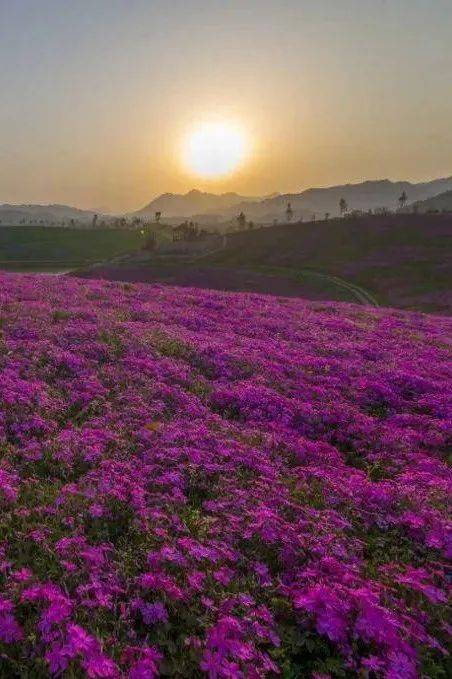 益阳茶乡花海图片