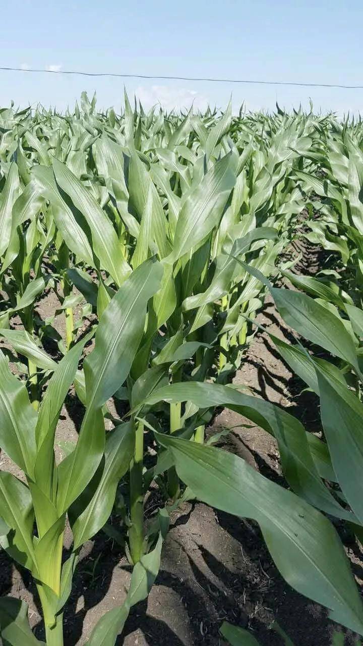 抗病性好,耐密高产稳产,国审玉米新品种浚单58适合黄淮海种植_果穗