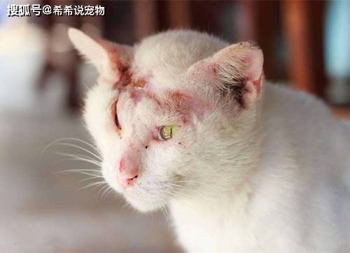 【养宠小知识】猫癣之后会有什么症状