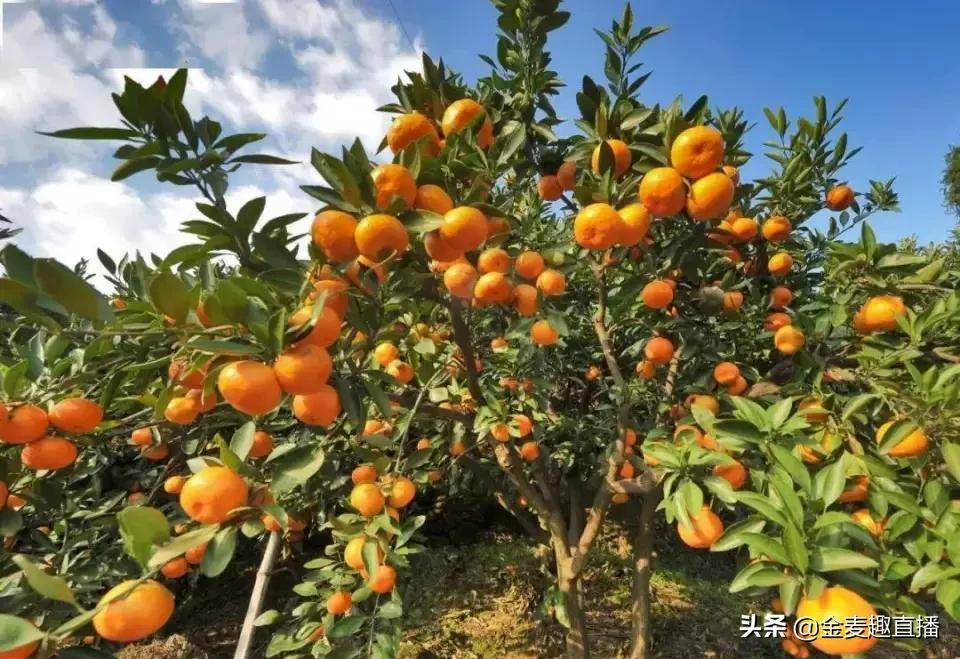 有生活重塑农业全产业链强化农业科技莫属三门县