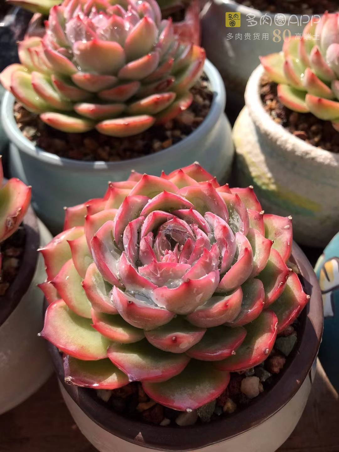 船长80系列多肉颗粒土你真的了解吗 好土一定要拥有这些特质 土壤 植物 透水性