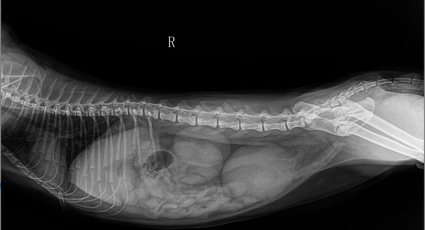 世纪难题「猫咪尿闭」究竟该如何预防与治疗?_膀胱_家长_临床