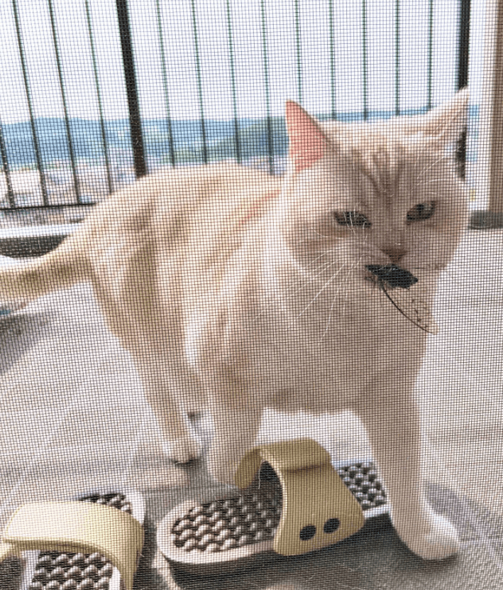 铲屎官：啊啊啊，你不要叼过来啊！！！