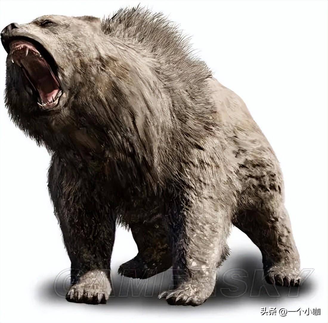 5米,雄性洞熊的平均体重可以达到1吨