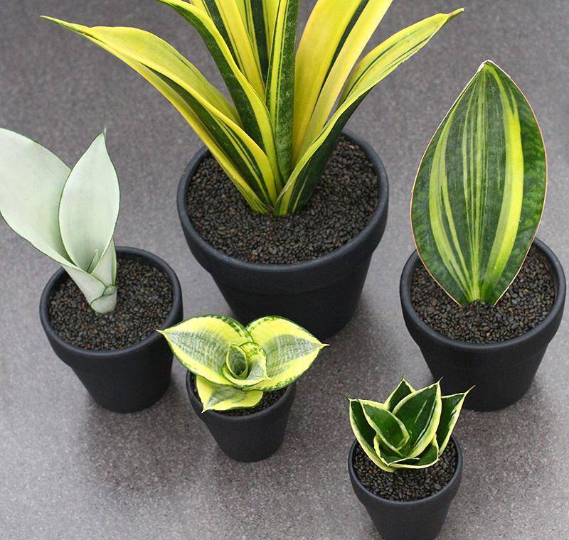 13.金丝雀虎皮兰比较小巧的一款虎皮兰.