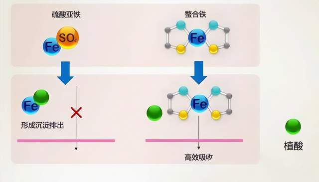 发表在《nutrition》的一项研究显示:甘氨酸亚铁螯合物具有高的生物