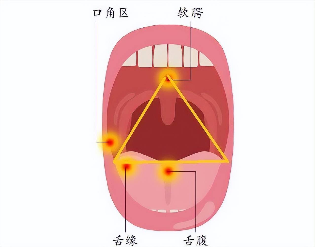 舌腹和舌背位置图图片