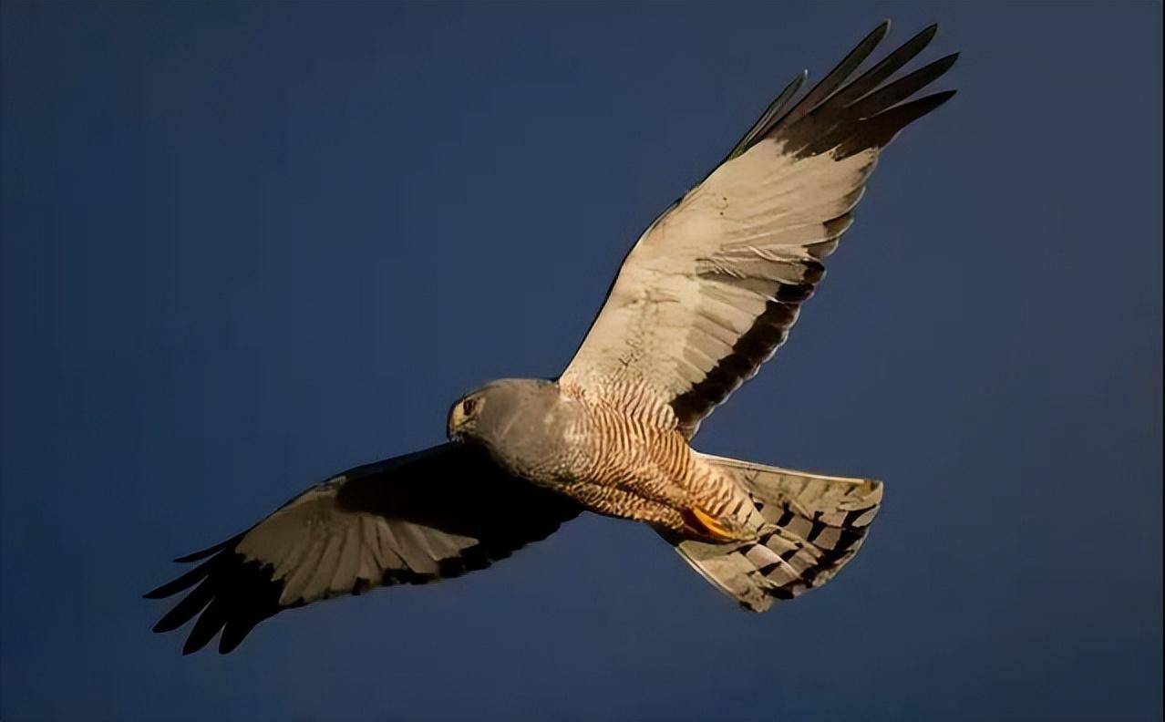 世界巨鹰以狮子为食翅膀超7米身高2米没有天敌也不是好事