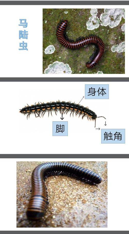 头皮发麻:哈尔滨一村突现遍地臭虫!是何原因?网友:地震前兆吗