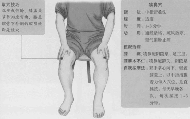 犊鼻的准确位置图,犊鼻穴的功效与作用_穴位_经水_梁丘
