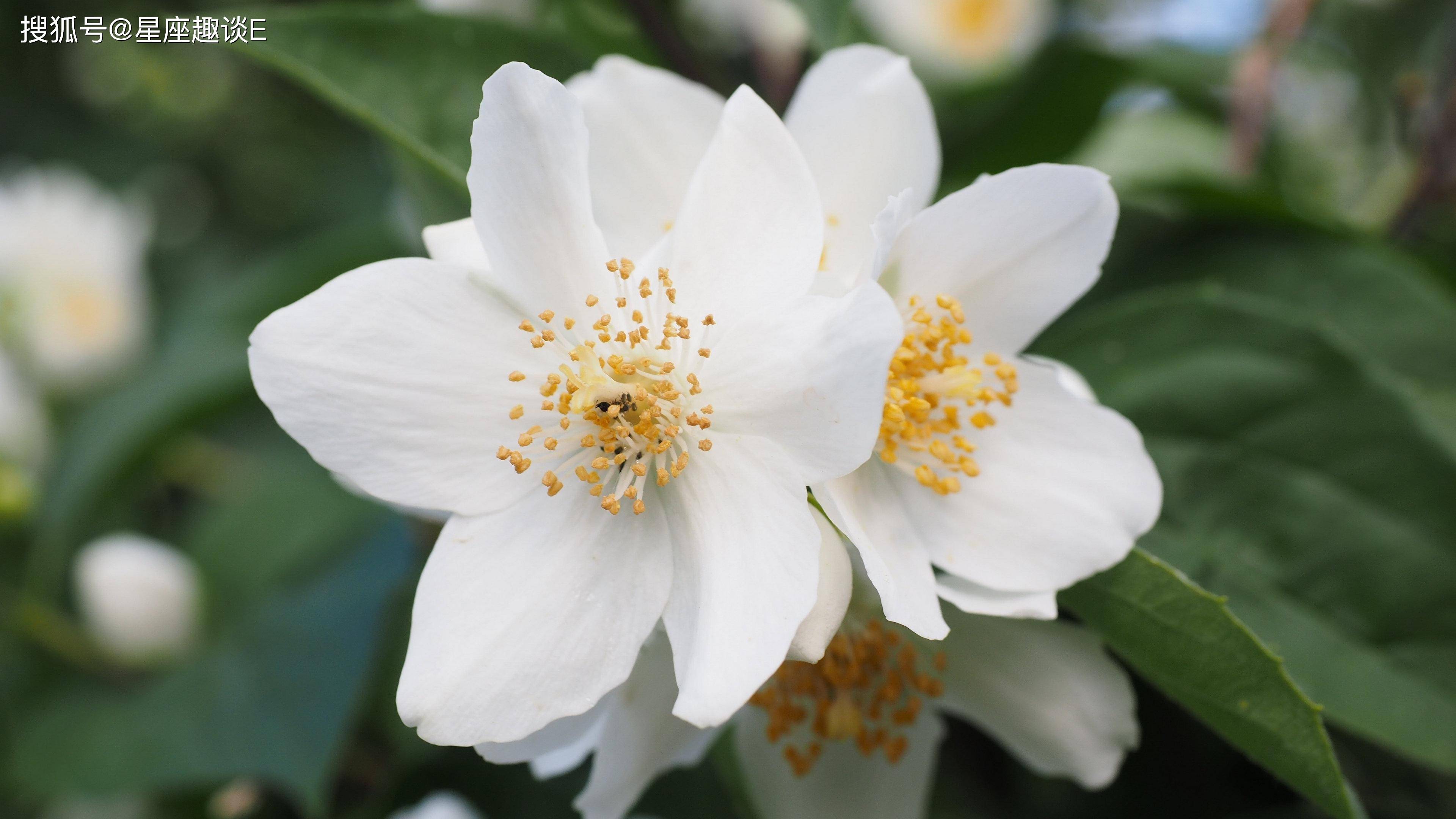 8月5日 11日星座运势 深思熟虑 突破瓶颈的四大星座 生活 未来 方面
