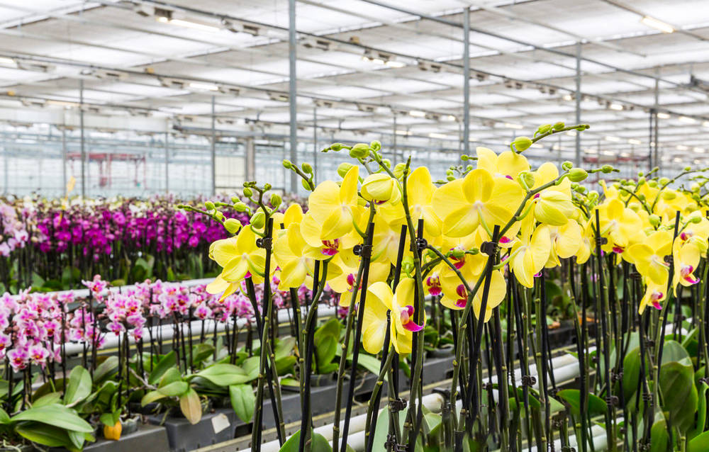 花卉设施栽培提质增效关键要素_灌溉_水肥_种植