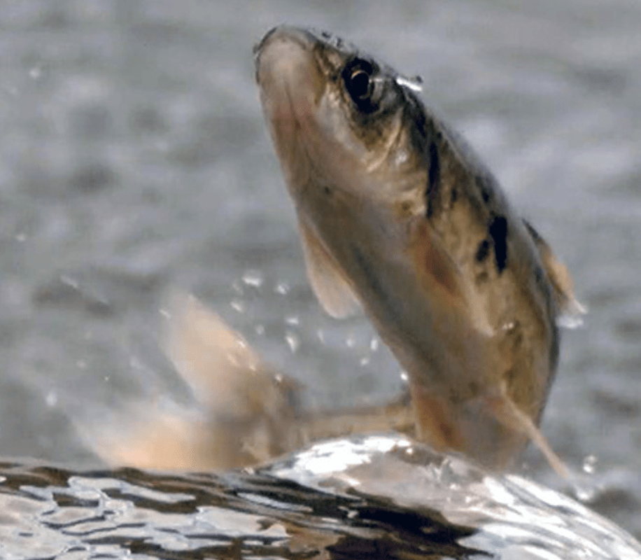 我國最大咸水湖青海湖,一年出魚5000萬斤,禁漁10年最大的魚有多大?