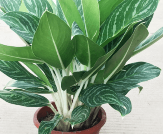 雅丽皇后叶子发黄?应该怎么办才好?_植株_光照_植物