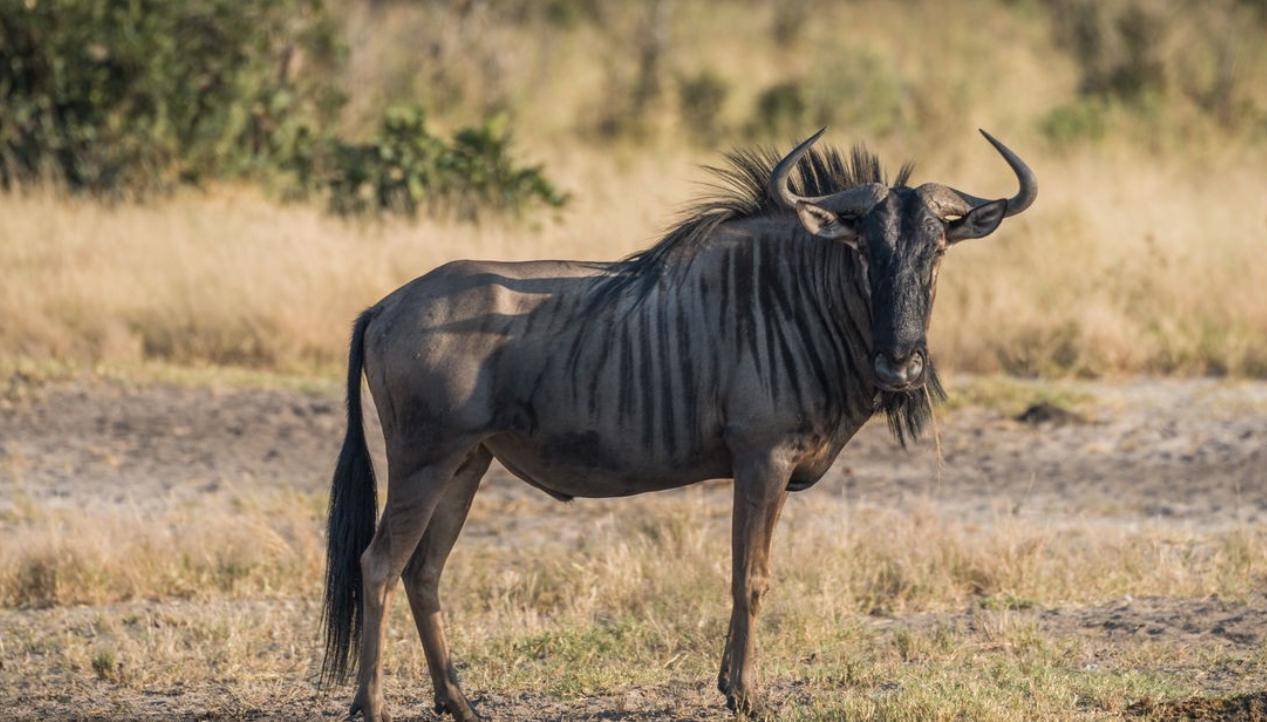 非洲草原上的"粮库"角马,社交与繁殖方式,都十分奇特_家庭_种群_数量