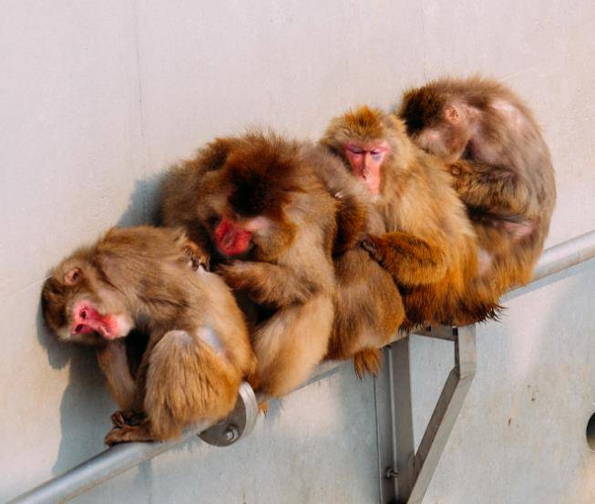 日本最“奇葩”动物园，进去要签“生死状”，游客承担全部责任