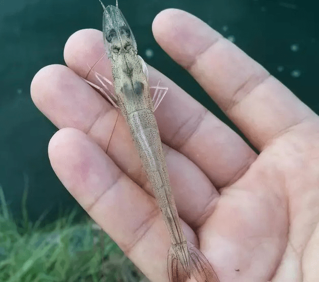 南美白对虾养殖肌肉白浊原因及解决方案_进行_白灼_现象