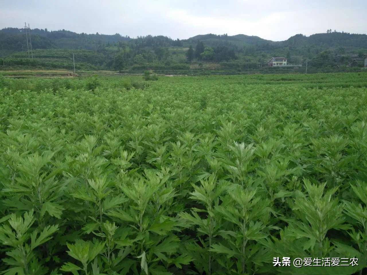 致富经种植_致富种植公司董事长_致富种植养殖