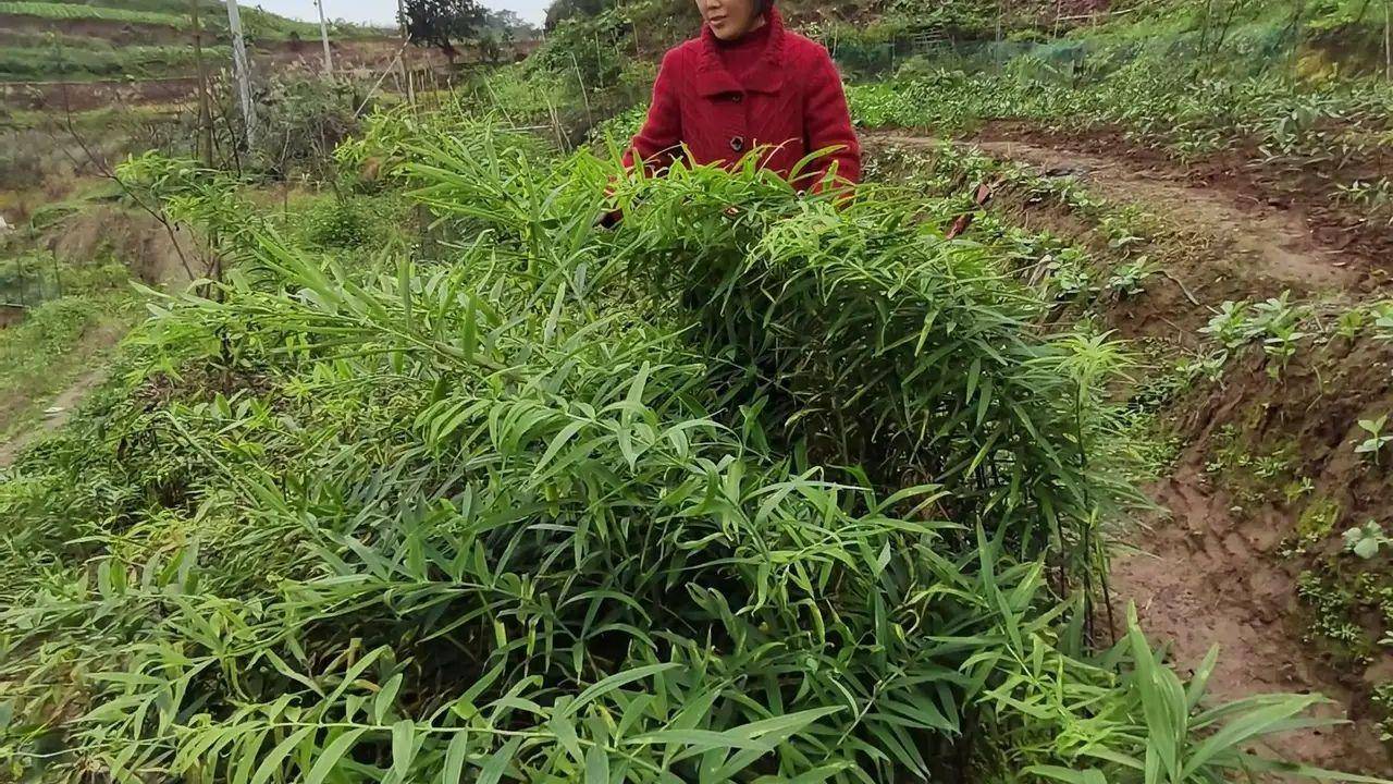 好不容易看到地上發起來的新苗,又遇當年乾旱,老虎姜長得蔫不拉幾的